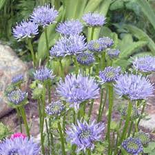 Attēlu rezultāti vaicājumam “Jasione montana leaf”