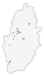 Attēlu rezultāti vaicājumam “Psallus sp. imago”