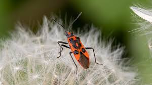 Attēlu rezultāti vaicājumam “Corizus hyoscyami”