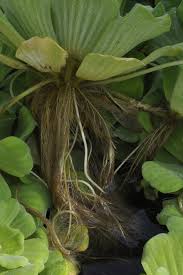 Attēlu rezultāti vaicājumam “Pistia stratiotes”