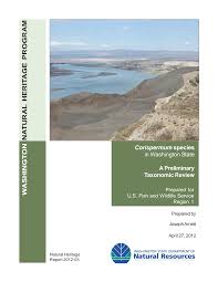 Attēlu rezultāti vaicājumam “Corispermum hyssopifolium fruit”