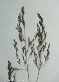 Attēlu rezultāti vaicājumam “Agrostis canina”