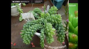 Attēlu rezultāti vaicājumam “Sedum acre fruit”