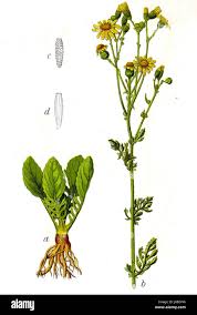 Attēlu rezultāti vaicājumam “Jacobaea vulgaris flower”