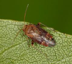 Attēlu rezultāti vaicājumam “Psallus sp. imago”