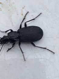 Attēlu rezultāti vaicājumam “Pterostichus niger”