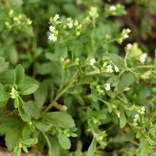 Image result for Stevia rebaudiana