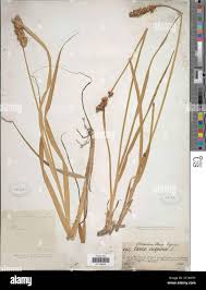 Attēlu rezultāti vaicājumam “Carex vulpina”