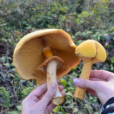 Attēlu rezultāti vaicājumam “Phaeolepiota aurea”