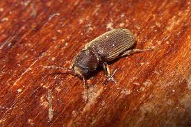 Attēlu rezultāti vaicājumam “Priobium carpini”