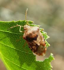 Attēlu rezultāti vaicājumam “Elasmucha grisea imago”