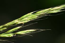 Attēlu rezultāti vaicājumam “Festuca gigantea”
