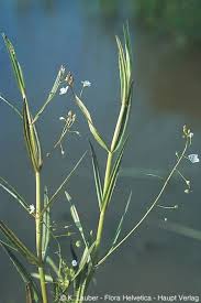 Attēlu rezultāti vaicājumam “Veronica scutellata”