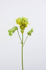 Attēlu rezultāti vaicājumam “Thalictrum flavum bud”