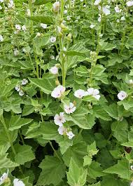 Image result for Althaea officinalis
