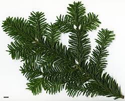 Attēlu rezultāti vaicājumam “Abies mariesii”