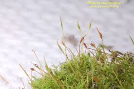 Attēlu rezultāti vaicājumam “Pottiales”