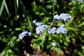 Attēlu rezultāti vaicājumam “Myosotis sparsiflora flower”