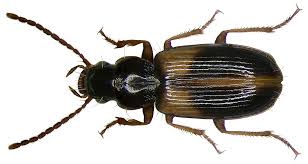 Attēlu rezultāti vaicājumam “Acupalpus flavicollis”