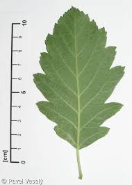 Attēlu rezultāti vaicājumam “Sorbus intermedia leaf”