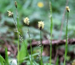 Attēlu rezultāti vaicājumam “Carex pilosa leaf”