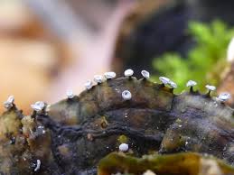 Attēlu rezultāti vaicājumam “Didymium clavus”