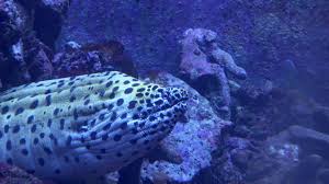 Image result for Muraena helena