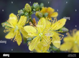 Attēlu rezultāti vaicājumam “Hypericum maculatum flower”
