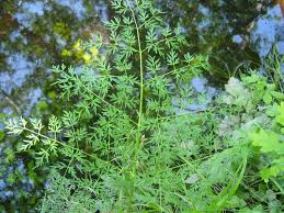 Attēlu rezultāti vaicājumam “Peucedanum palustre leaf”