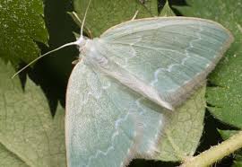 Attēlu rezultāti vaicājumam “Jodis putata”