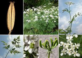 Image result for Chaerophyllum aureum
