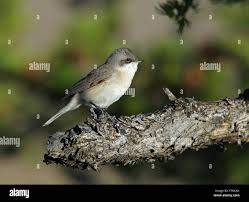 Attēlu rezultāti vaicājumam “Sylvia curruca”