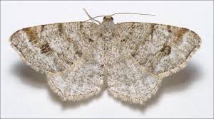 Attēlu rezultāti vaicājumam “Macaria signaria”