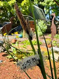 Attēlu rezultāti vaicājumam “Carex lepidocarpa fruit”