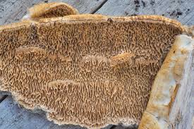 Attēlu rezultāti vaicājumam “Antrodia sinuosa”