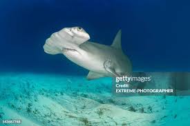 Image result for Sphyrna mokarran