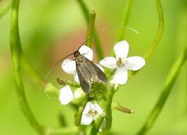 Attēlu rezultāti vaicājumam “Cauchas rufimitrella”