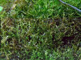 Attēlu rezultāti vaicājumam “Cladopodiella francisci”