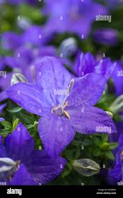 Image result for Campanula isophylla