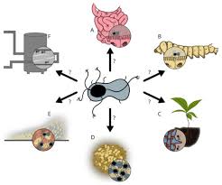 Attēlu rezultāti vaicājumam “Enteridium variabile spores”