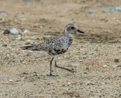 Attēlu rezultāti vaicājumam “Pluvialis squatarola adult”