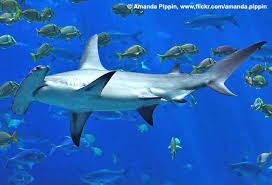 Image result for Sphyrna