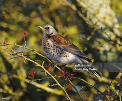 Attēlu rezultāti vaicājumam “Turdus pilaris”
