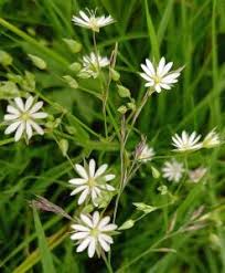 Attēlu rezultāti vaicājumam “Stellaria uliginosa”
