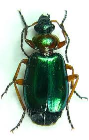 Attēlu rezultāti vaicājumam “Lebia chlorocephala”