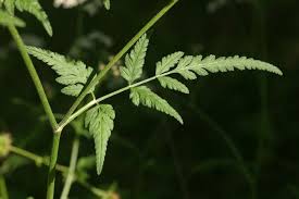 Attēlu rezultāti vaicājumam “Torilis japonica”