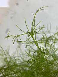 Attēlu rezultāti vaicājumam “Nitella sp.”