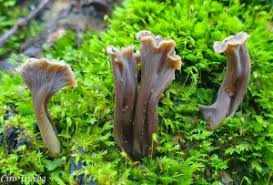 Attēlu rezultāti vaicājumam “Pseudocraterellus sinuosus”