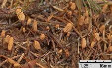 Attēlu rezultāti vaicājumam “Heyderia abietis”