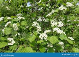 Attēlu rezultāti vaicājumam “Crataegus submollis”
